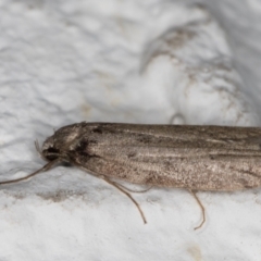 Oecophoridae (family) at Melba, ACT - 26 May 2022 10:55 PM