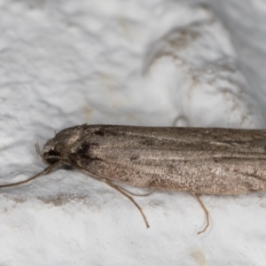 Oecophoridae (family) at Melba, ACT - 26 May 2022 10:55 PM