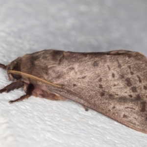 Oxycanus silvanus at Melba, ACT - 28 May 2022 01:02 AM