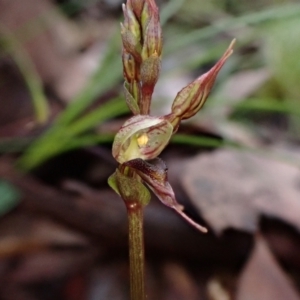 Acianthus collinus at Point 4010 - suppressed