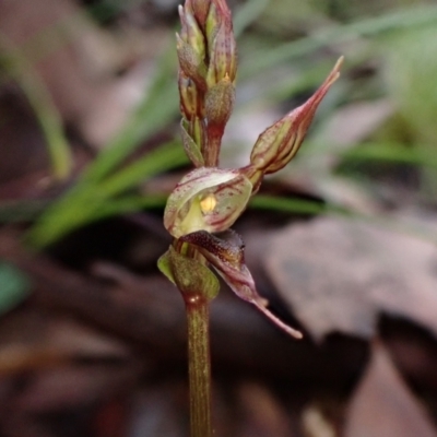 Acianthus collinus (Inland Mosquito Orchid) at Aranda, ACT - 28 Apr 2022 by CathB