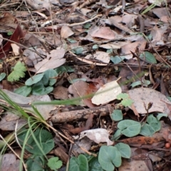 Acianthus collinus at Point 4010 - suppressed