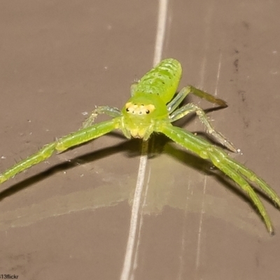 Cetratus rubropunctatus (Long green crab spider) at ANBG - 1 Jun 2022 by Roger