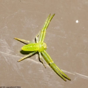 Cetratus rubropunctatus at Acton, ACT - 1 Jun 2022