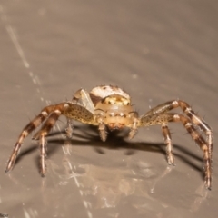 Australomisidia sp. (genus) (Flower spider) at ANBG - 1 Jun 2022 by Roger