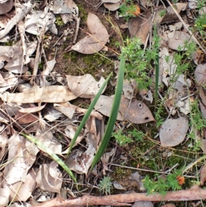 Lyperanthus suaveolens at Aranda, ACT - suppressed