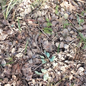 Lyperanthus suaveolens at Aranda, ACT - suppressed