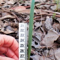 Lyperanthus suaveolens at Aranda, ACT - suppressed