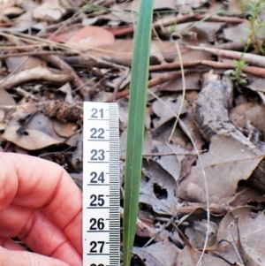 Lyperanthus suaveolens at Aranda, ACT - suppressed