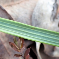 Lyperanthus suaveolens at Aranda, ACT - suppressed