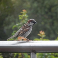 Passer domesticus (House Sparrow) at Margate, TAS - 1 Dec 2019 by Amata