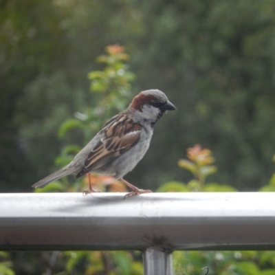 Passer domesticus (House Sparrow) at Margate, TAS - 1 Dec 2019 by Amata