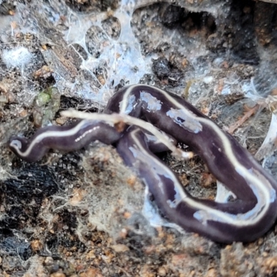 Caenoplana coerulea (Blue Planarian, Blue Garden Flatworm) at Hawker, ACT - 1 Jun 2022 by trevorpreston
