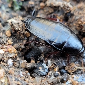 Platyzosteria similis at Hawker, ACT - 1 Jun 2022