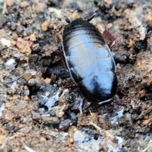 Platyzosteria similis at Hawker, ACT - 1 Jun 2022 03:37 PM