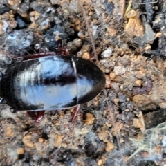 Platyzosteria similis at Hawker, ACT - 1 Jun 2022 03:37 PM