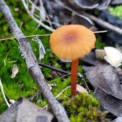 Unidentified Cap on a stem; gills below cap [mushrooms or mushroom-like] at The Pinnacle - 1 Jun 2022 by trevorpreston