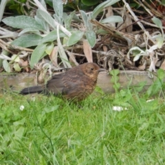 Turdus merula (Eurasian Blackbird) at Margate, TAS - 7 Dec 2019 by Amata