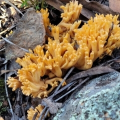 Ramaria sp. (A Coral fungus) at Hawker, ACT - 1 Jun 2022 by trevorpreston