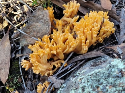 Ramaria sp. (genus) (A Coral fungus) at Hawker, ACT - 1 Jun 2022 by trevorpreston