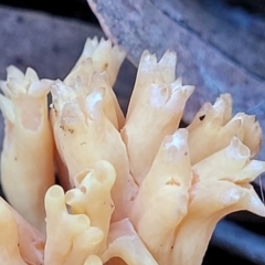 Ramaria sp. at Hawker, ACT - 1 Jun 2022