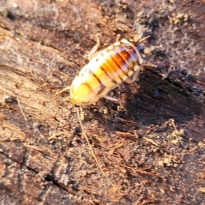 Robshelfordia simplex at Hawker, ACT - 1 Jun 2022