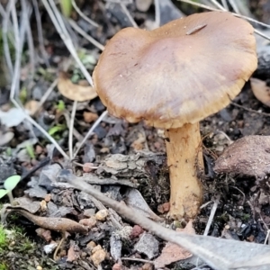 Cortinarius sp. at Hawker, ACT - 1 Jun 2022 03:43 PM