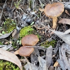 Cortinarius sp. at Hawker, ACT - 1 Jun 2022 03:43 PM