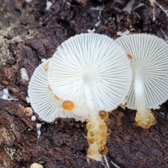 Lepiota s.l. at Hawker, ACT - 1 Jun 2022 by trevorpreston