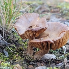 Unidentified Cap on a stem; gills below cap [mushrooms or mushroom-like] at Hawker, ACT - 1 Jun 2022 by trevorpreston