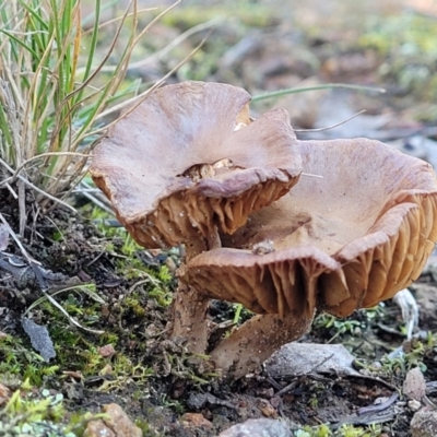 Unidentified Cap on a stem; gills below cap [mushrooms or mushroom-like] at The Pinnacle - 1 Jun 2022 by trevorpreston