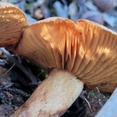 Cortinarius sp. at Hawker, ACT - 1 Jun 2022 03:52 PM