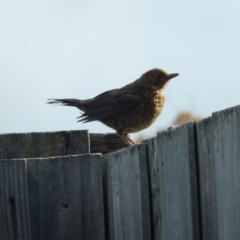 Turdus merula (Eurasian Blackbird) at Margate, TAS - 2 Dec 2019 by Birdy