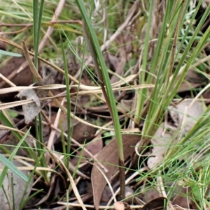 Lyperanthus suaveolens at Point 4081 - suppressed