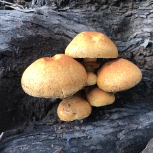 Gymnopilus junonius at Hackett, ACT - 14 May 2022 04:28 PM