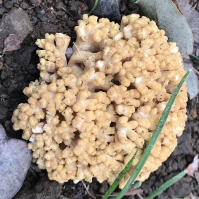 Ramaria sp. (genus) (A Coral fungus) at Braddon, ACT - 28 Apr 2022 by Pirom