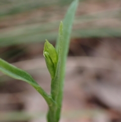 Bunochilus umbrinus (ACT) = Pterostylis umbrina (NSW) (Broad-sepaled Leafy Greenhood) by CathB