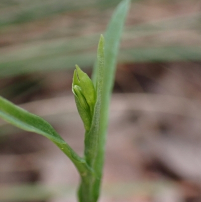 Bunochilus umbrinus (ACT) = Pterostylis umbrina (NSW) (Broad-sepaled Leafy Greenhood) at Aranda, ACT by CathB