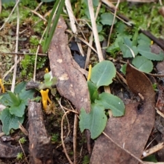 Pterostylis nutans (Nodding Greenhood) at Aranda Bushland - 20 May 2022 by CathB