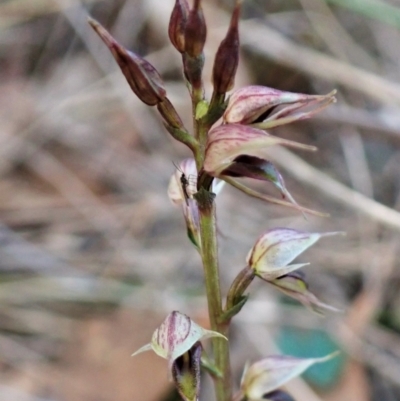 Acianthus collinus (Inland Mosquito Orchid) at Aranda Bushland - 26 May 2022 by CathB