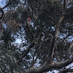 Callocephalon fimbriatum (Gang-gang Cockatoo) at Duffy, ACT - 1 Jun 2022 by soz