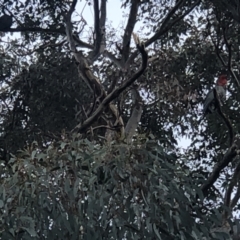 Callocephalon fimbriatum at Duffy, ACT - suppressed