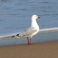 Chroicocephalus novaehollandiae (Silver Gull) at Tomakin, NSW - 29 May 2022 by MatthewFrawley