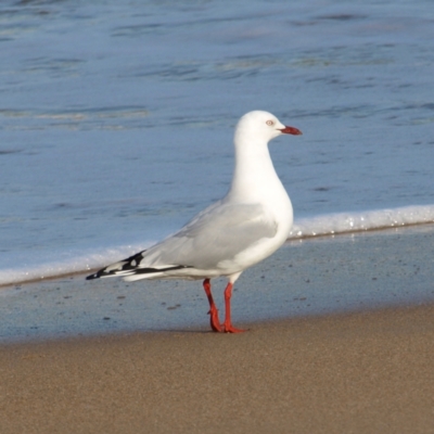 Chroicocephalus novaehollandiae (Silver Gull) at Tomakin, NSW - 29 May 2022 by MatthewFrawley