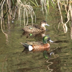 Anas castanea (Chestnut Teal) at Tomakin, NSW - 29 May 2022 by MatthewFrawley