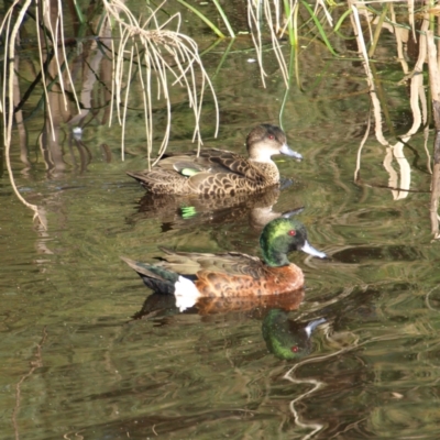 Anas castanea (Chestnut Teal) at Tomakin, NSW - 29 May 2022 by MatthewFrawley