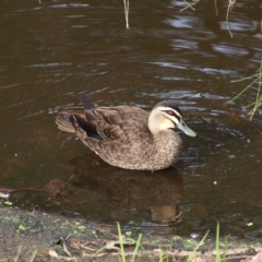 Anas superciliosa (Pacific Black Duck) at Tomakin, NSW - 29 May 2022 by MatthewFrawley