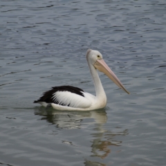 Pelecanus conspicillatus (Australian Pelican) at Tomakin, NSW - 30 May 2022 by MatthewFrawley