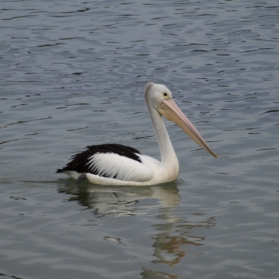 Pelecanus conspicillatus (Australian Pelican) at Tomakin, NSW - 30 May 2022 by MatthewFrawley