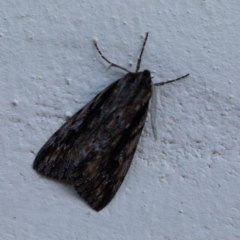 Chlenias nodosus (A geometer moth) at Crackenback, NSW - 27 May 2022 by Dalice